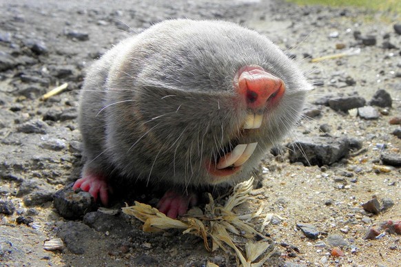 Russian mole-rat
Cute News
https://www.reddit.com/r/awwwtf/comments/90xz8h/russian_mole_rat/