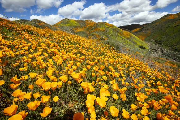 epa07424014 Poppy fields are blooming on the slops of Walker Canyon near Lake Elsinore, California, USA, 08 March 2019. The heavy rains in California have boosted the growth of wild desert flowers, an ...