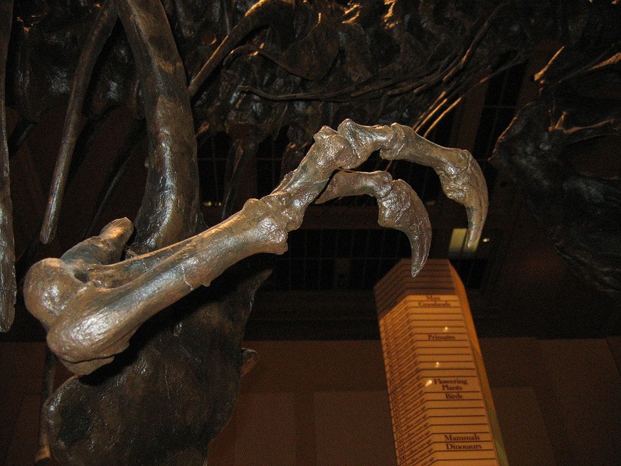Nahaufnahme der Arme eines T. rex-Skeletts im National Museum of Natural History, Washington, D.C.