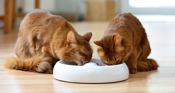 Katzen beim Essen

https://www.lucky-kitty.com/lucky-kitty-katzenbrunnen-keramik/lucky-kitty-keramik-katzenbrunnen-weiss/a-109/