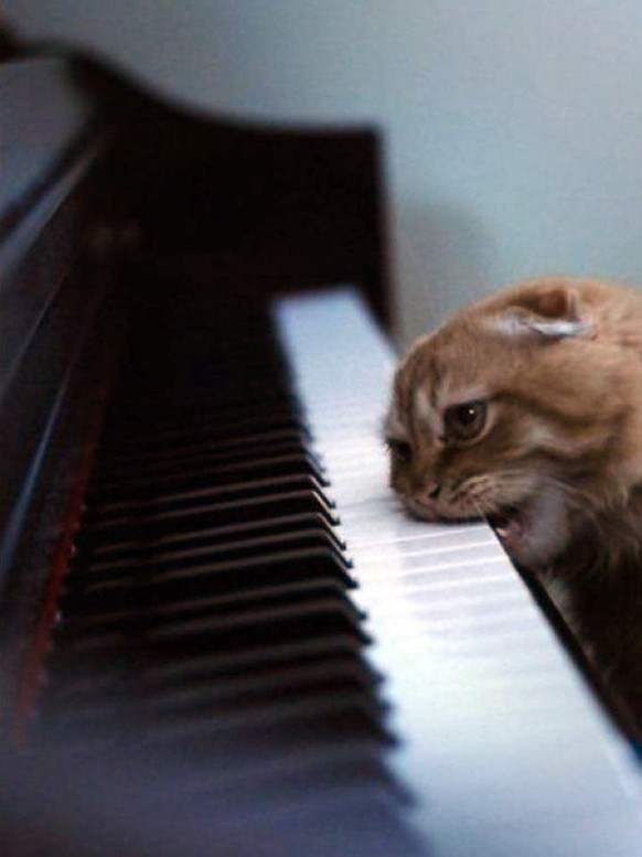 Katze beisst in Klavier