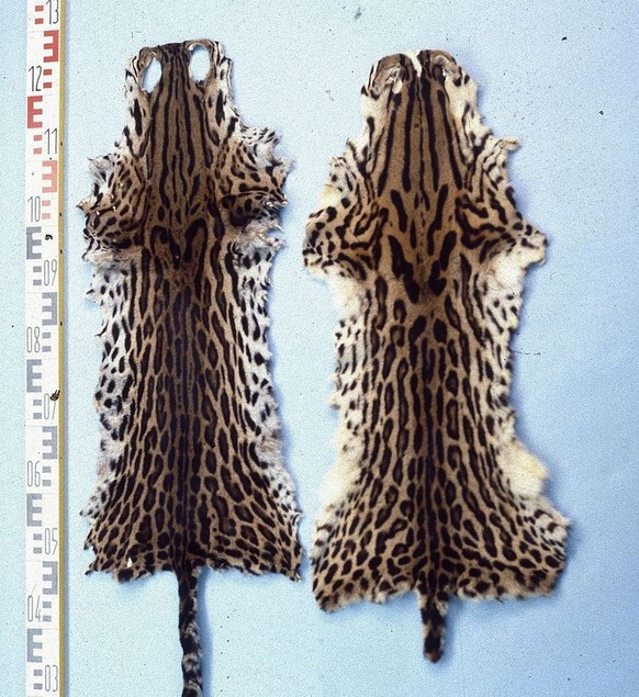 Langschwanzkatze Fell

https://de.wikipedia.org/wiki/Langschwanzkatze#/media/File:Leopardus_wiedii_(Margay_cats)_fur_skins.jpg