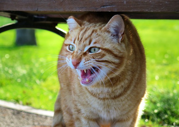 wütende, fauchende Katze
https://pixabay.com/en/scared-cat-fluffy-animal-cute-pet-1283751/