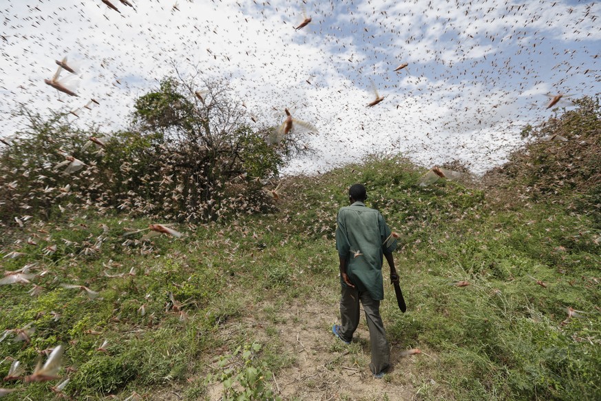 epa08158652 A man walks through a swarm of desert locusts to chase them away in the bush near Enziu, Kitui County, some 200km east of the capital Nairobi, Kenya, 24 January 2020. Large swarms of deser ...