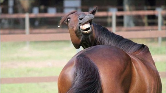 Pferd guckt lustig
Cute News
https://funnyfoto.org/unflattering-animal-photos-24-pics/21/