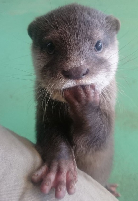 Otte / Otten
Cute News
http://imgur.com/search/score/all?q_type=jpg&amp;q_all=otter