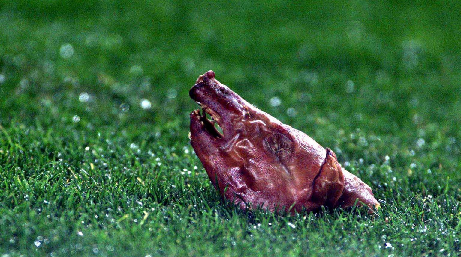 A pigs head is seen on the pitch after it was thrown at Real Madrid&#039;s Portugues player Luis Figo during a Spanish league match against Barcelona in Barcelona, Spain Saturday Nov. 23, 2002. Figo,  ...