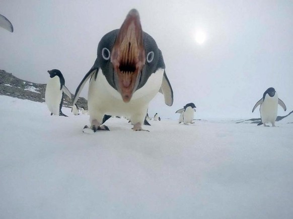 Pinguin
Cute News
https://www.reddit.com/r/awwwtf/comments/92bea1/penguin/
