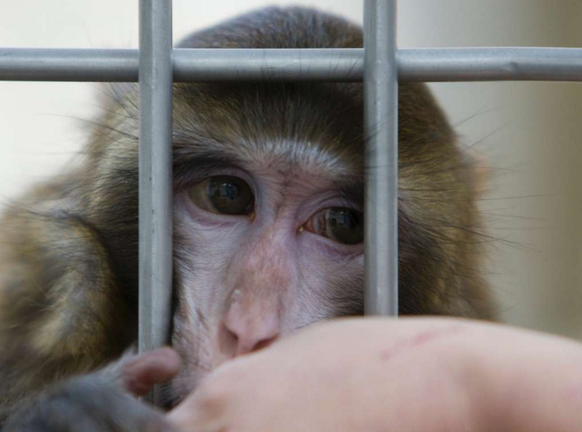 Tierversuche mit Affen sind besonders umstritten (Archiv)