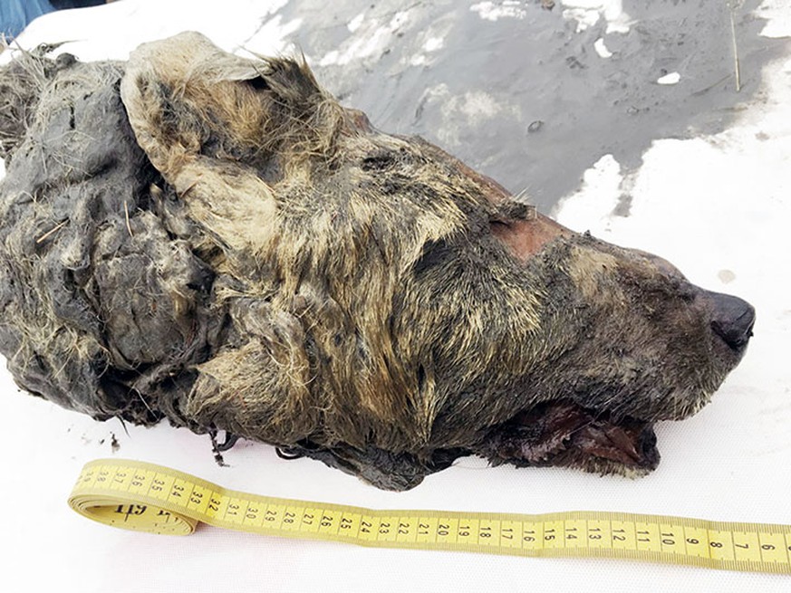 Eiszeit-Wolf, Permafrost in Jakutien