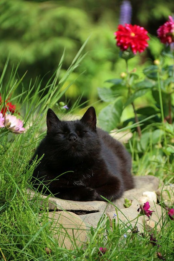 Schwarze Katzen geniesst ihr Leben
