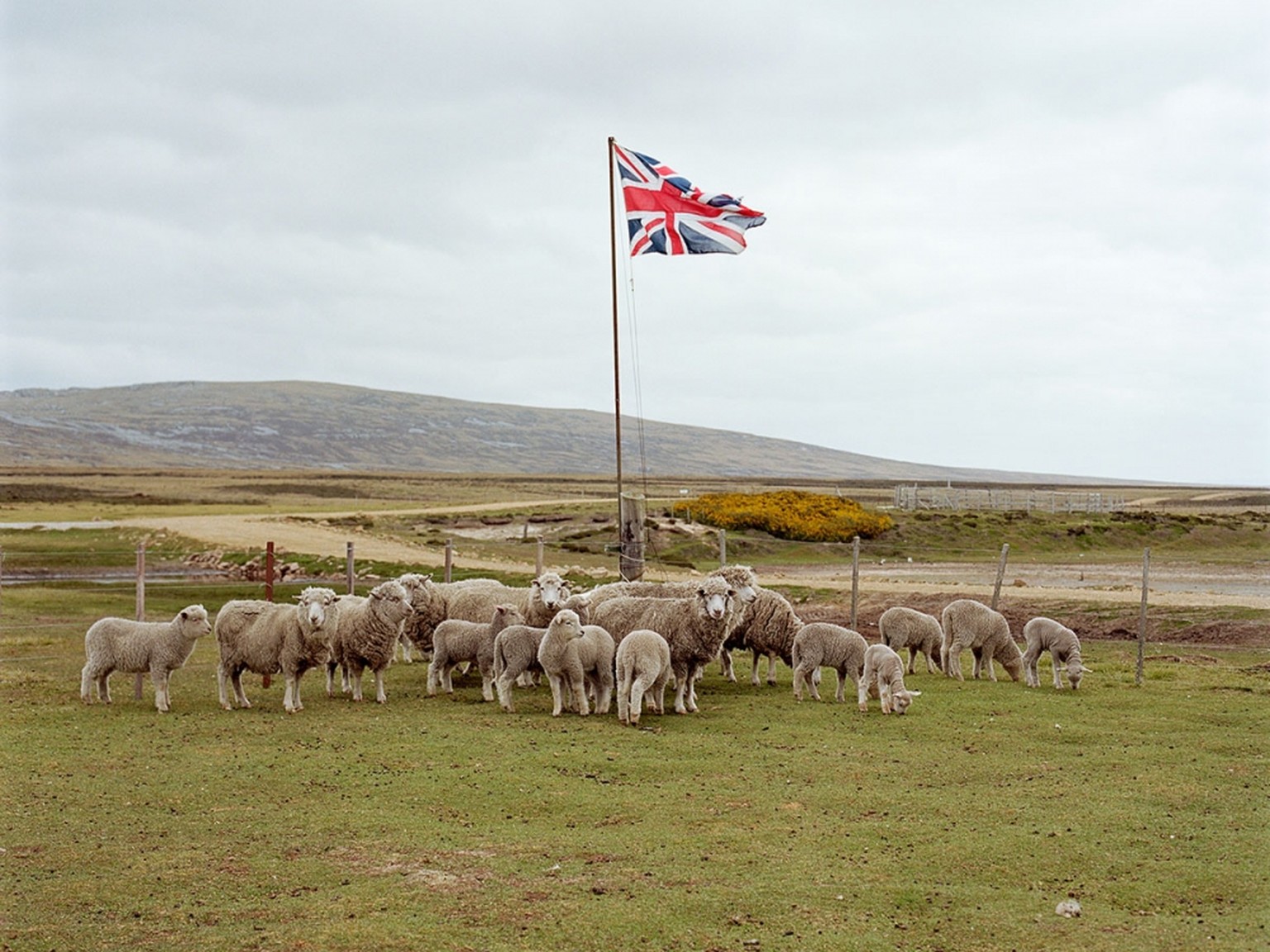 falkland inseln flagge schafe tier jö flagge grossbritannien https://www.instagram.com/p/B0a45-EBXGy/