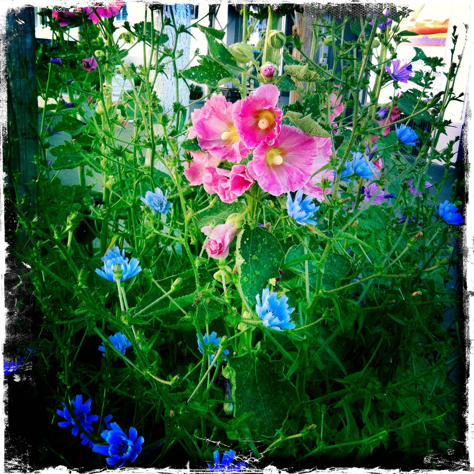 Ein Traum: Stockrosen (rosa), wilde Malven (lila) und Wegwarten (hellblau) entlang der Sihlfeldstrasse im Zürcher Kreis 3.