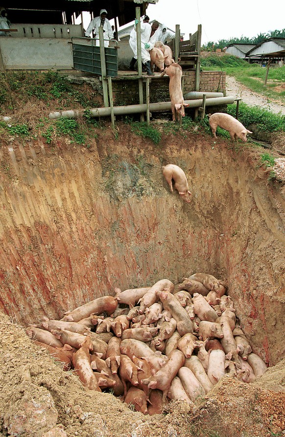 Beinahe die Hälfte des malaysischen Schweinebestandes wurde gekeult, um die Epidemie einzudämmen.&nbsp;