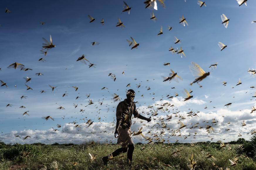 SAMBURU COUNTY, KENYA - MAY 21: A man is chasing away a swarm of desert locusts early in the morning, on May 21, 2020 in Samburu County, Kenya. Trillions of locusts are swarming across parts of Kenya, ...