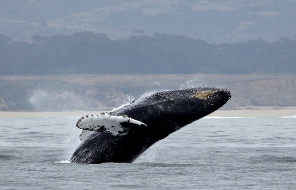 FILE - In this Monday, Aug. 7, 2017 file photo, a humpback whale breeches off Half Moon Bay, Calif. A conservation group says the number of whales entangled in crab fishing gear along the West Coast d ...