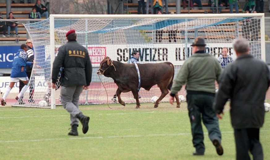 Maradona A bull swaggers over the field in the Letzigrund stadium in Zurich, Switzerland, as police and supporters of the FC Zurich try to catch him before the kick-off of the Swiss Premier League soc ...