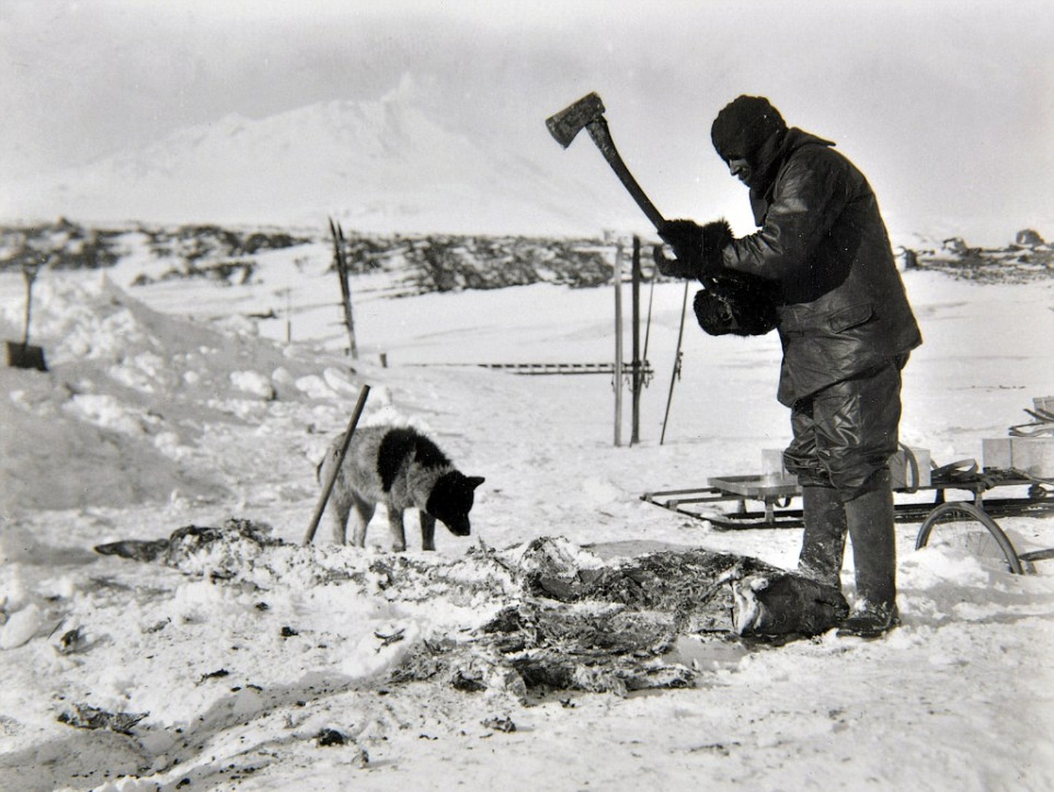Cecil Meares beim Zerlegen von Robbenfleisch für die Hunde.