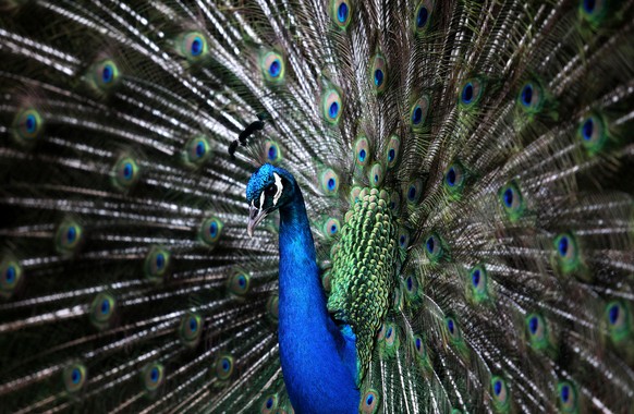 A peacock displays its tail feathers at the Tropical Botanic Garden in Lisbon, Wednesday, April 8, 2015. Male peacocks display and shake its tail feather to attract attention to female peahens during  ...