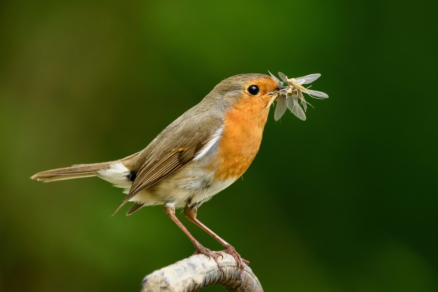 Insektenfressende Vögel: Rotkehlchen mit gefangenen Eintagsfliegen.