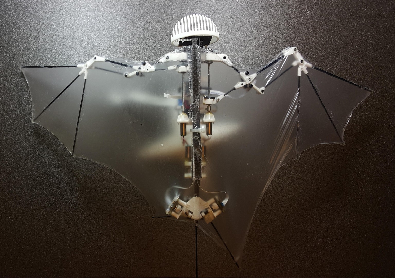 This photo provided by Alireza Ramezani, University of Illinois, shows a Bat Bot, a three-ounce flying robot that they say can be more agile at getting into treacherous places than standard drones. Be ...