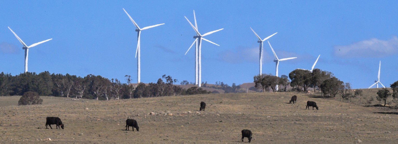 epa07987555 Cows roam around near a wind farm in Bungendore, Australia, 07 November 2019 (issued 11 November 2019). Australia announced on 11 November that it will soon begin testing its first offshor ...