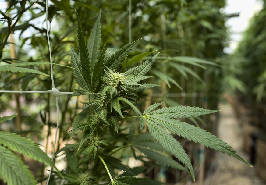 FILE - This Sept. 11, 2018, file photo shows cannabis plants growing at a greenhouse at SLOgrown Genetics in the coastal mountain range of San Luis Obispo, Calif. California auditors have found that t ...