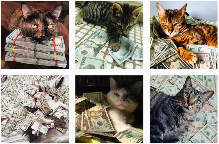 Katzen auf Instagram mit Geld.