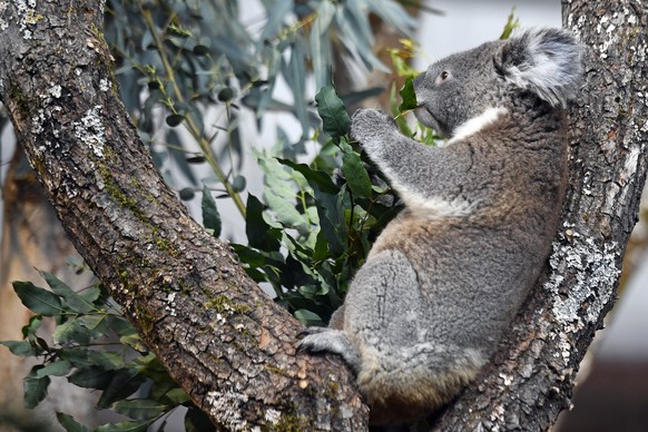 Koala in der neuen Australienanlage im Zoo Zuerich am Mittwoch, 28. Maerz 2018. (KEYSTONE/Walter Bieri)