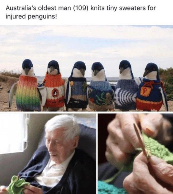 «Australiens ältester Mann (109) strickt Pullöverli für verletzte Pinguine.»