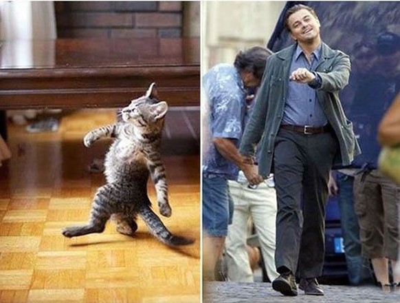 Katze und Leonardo di Caprio
https://imgur.com/gallery/Khpa93U
