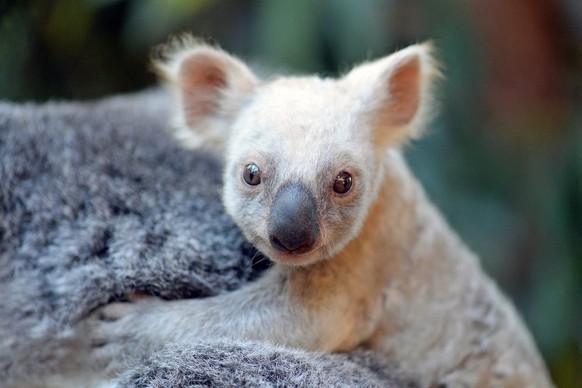 epa06156049 A handout photo made available by Australia Zoo on 22 August 2017 showing a rare white koala joey at Australia Zoo, Beerwah, on the Sunshine Coast, Australia, 10 August 2017. This little j ...