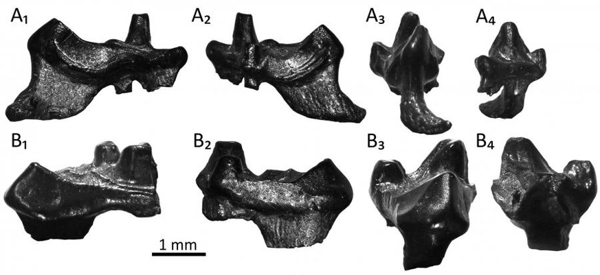 Zähne von Durlstotherium (A) und Durlstodon (B) in verschiedenen Blickwinkeln.
