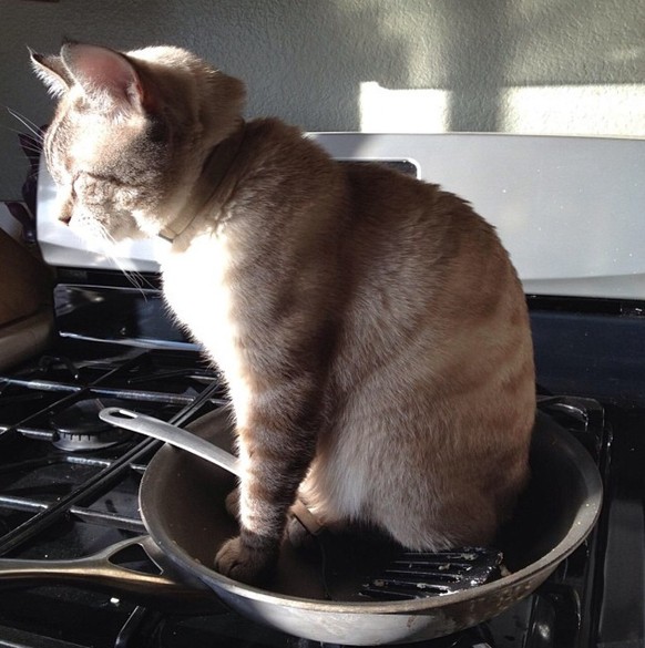 Katze sitzt in einer Pfanne
https://www.reddit.com/r/photoshopbattles/comments/2j6n7e/psbattle_my_cat_sitting_in_a_frying_pan_after_i/