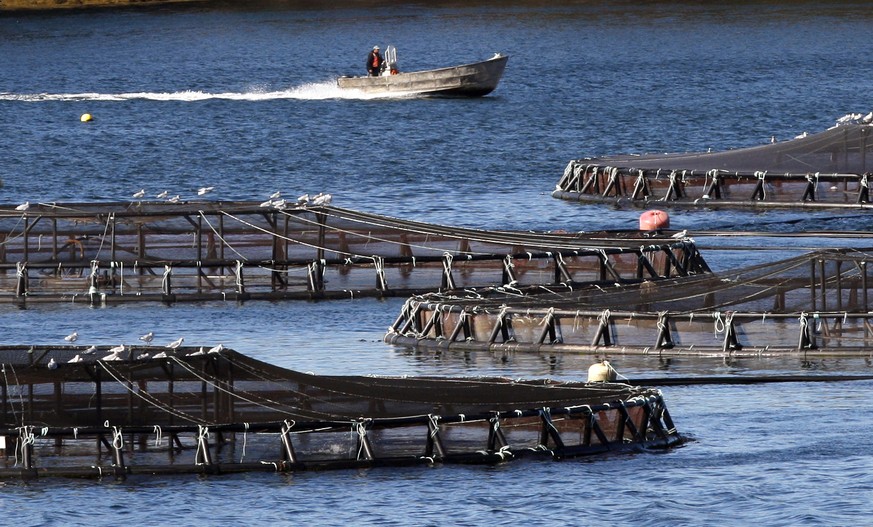 FILE - In this October 2008 file photo, a salmon farmer makes his rounds near floating pens containing thousands of Atlantic salmon in Eastport, Maine. President Donald Trump is hoping to dramatically ...