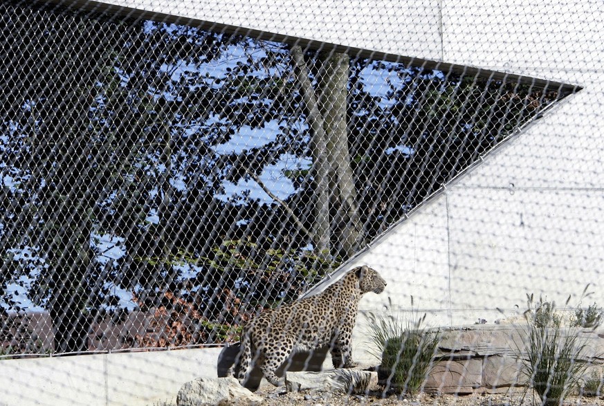 Ein Lepoard steht am Donnerstag, 31. August 2006, in der neuen Leopardenanlage im Tierpark Daehlhoelzli in Berne. Die Persischen Leoparden leben kuenftig in der schweizweit groessten Anlage, die Flaec ...