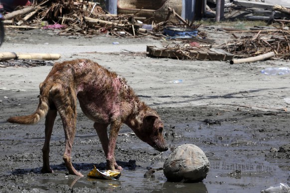 epa07062802 A dog drinks dirty water in Palu, Central Sulawesi, Indonesia, 02 October 2018. According to reports, at least 844 people have died as a result of a series of powerful earthquakes that hit ...