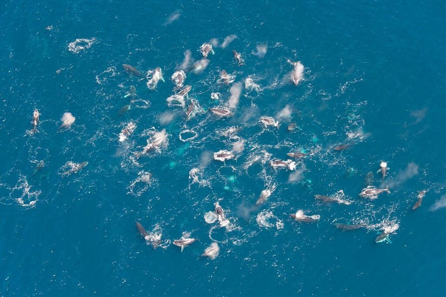 Buckelwale versammeln sich vor der südafrikanischen Küste, März 2017