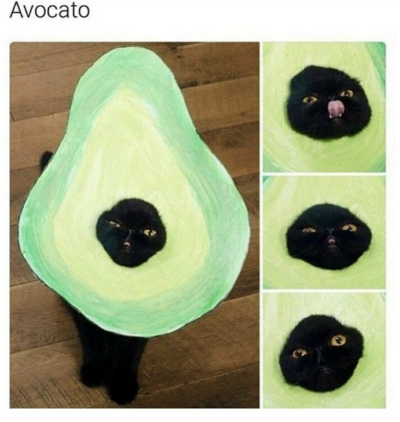 Avocato
Cute News