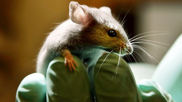 Eine Maus sitzt am 24. Januar 2006 auf der Hand eines Angestellten in einem Labor fuer Tierversuche in Bar Harbor, USA. Am Freitag, 24. April 2009, ist &quot;Internationaler Tag des Versuchtieres&quot ...