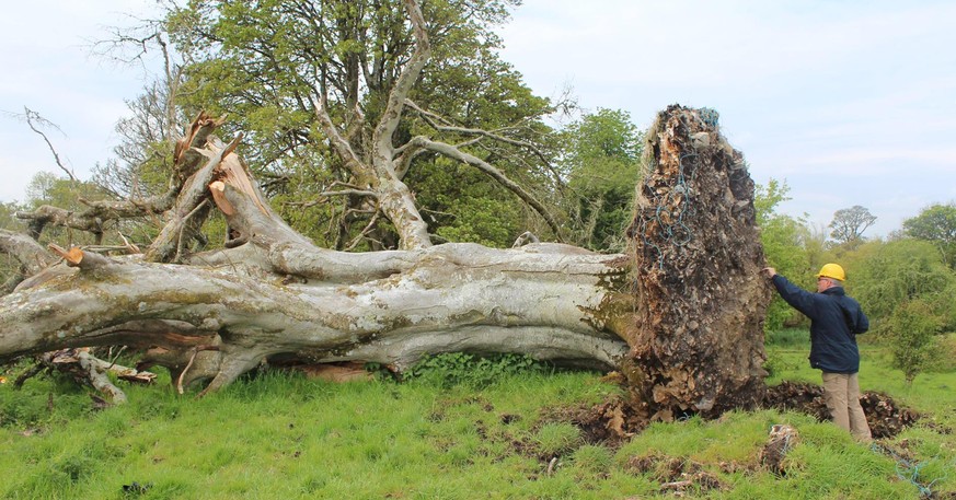 Skelett Baum Irland Archäologie