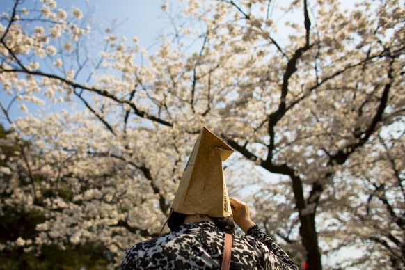 A woman wears a paper bag on her head as she stands in front of cherry trees in full bloom in Ueno Park on a sunny day in Tokyo, March 30, 2015. REUTERS/Thomas Peter