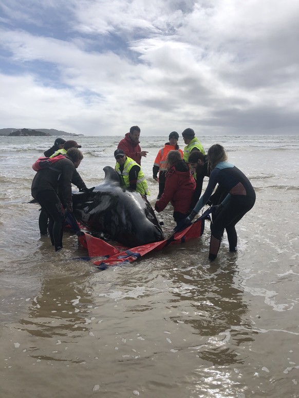 epa08689713 A handout photo made available by Tasmania Police on 23 September 2020 shows efforts to rescue hundreds of pilot whales stranded off Tasmania&#039;s remote west coast, at Macquarie Harbour ...