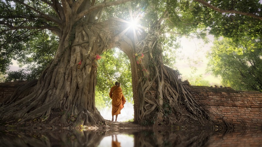 Buddhist monk walking under the bodhi tree at Wat Phra Ngam temple in Ayutthaya Province, Thailand.