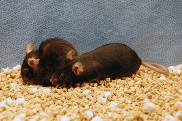 Alternde Maus (l.) und Maus, deren Alterungsprozess verlangsamt wurde. 
https://www.nature.com/news/destroying-worn-out-cells-makes-mice-live-longer-1.19287