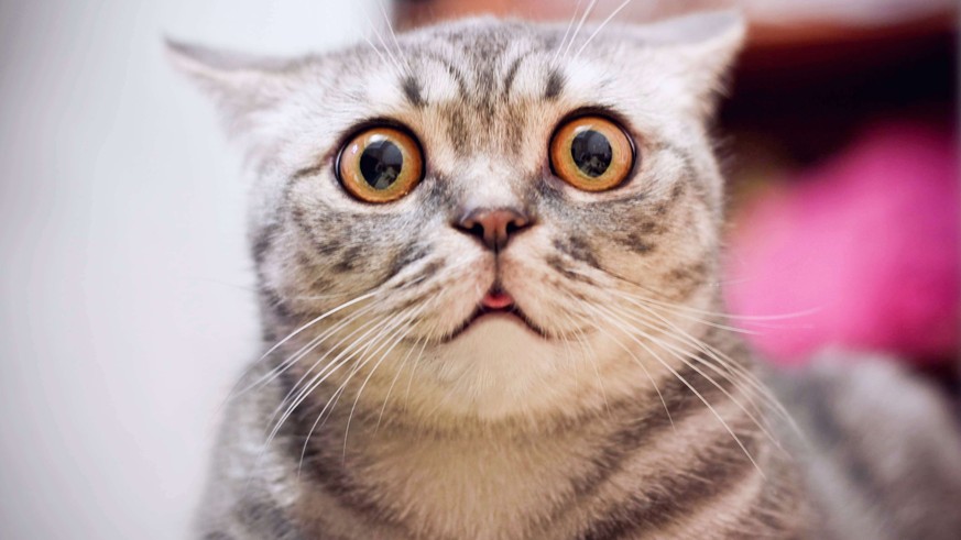 Junge verrückte, überraschte Katze machen große Augen, Nahaufnahme. Amerikanische Kurzfristigkeit überraschte Katze oder Kätzchen lustige Gesicht große Augen. Junge Katze sieht überrascht und verängst ...
