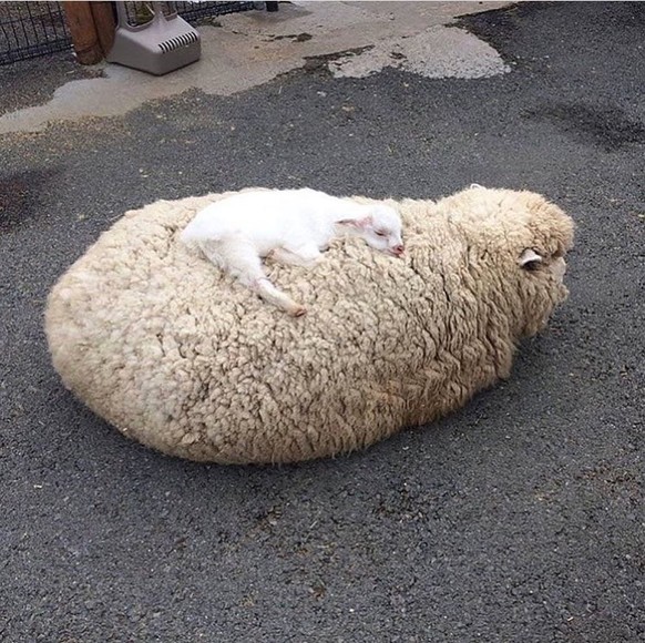 Schafbaby schläft auf Mutter.
https://imgur.com/t/aww/jE6WC
Cute News