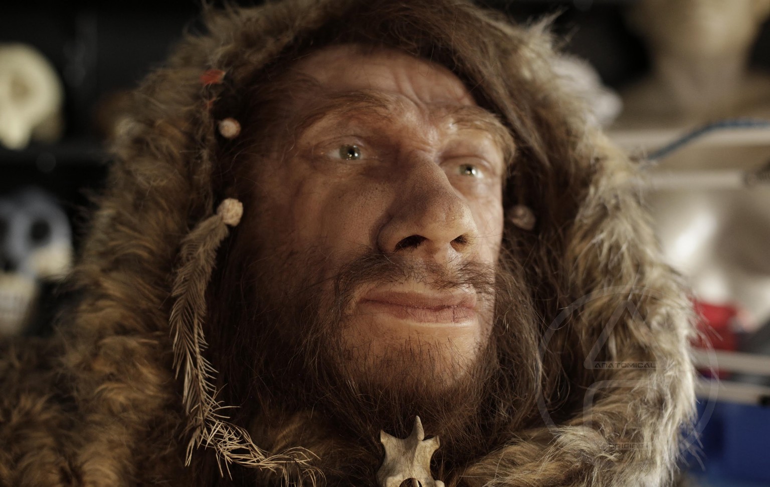 Neandertaler Gesicht