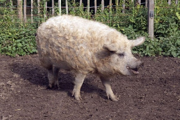 Ein Wollschwein tobt sich aus.&nbsp;