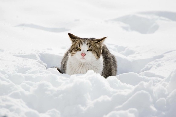 Katze im Schnee
https://imgur.com/gallery/fk45duh